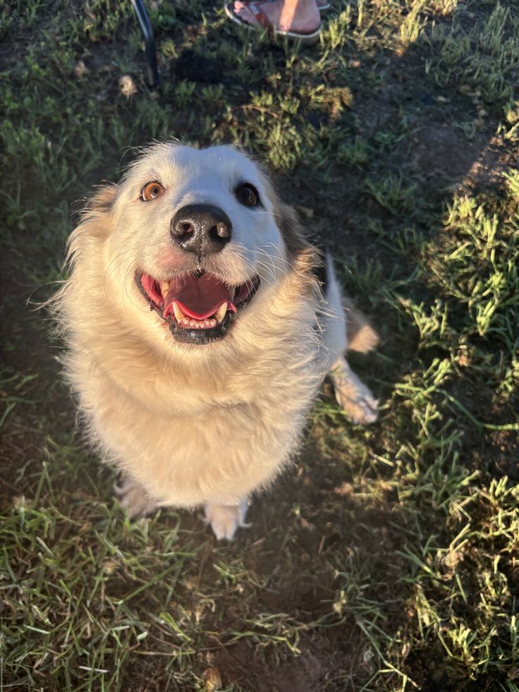 3. Less Scratching. More Playing, Sleeping, And Being A Dog.
