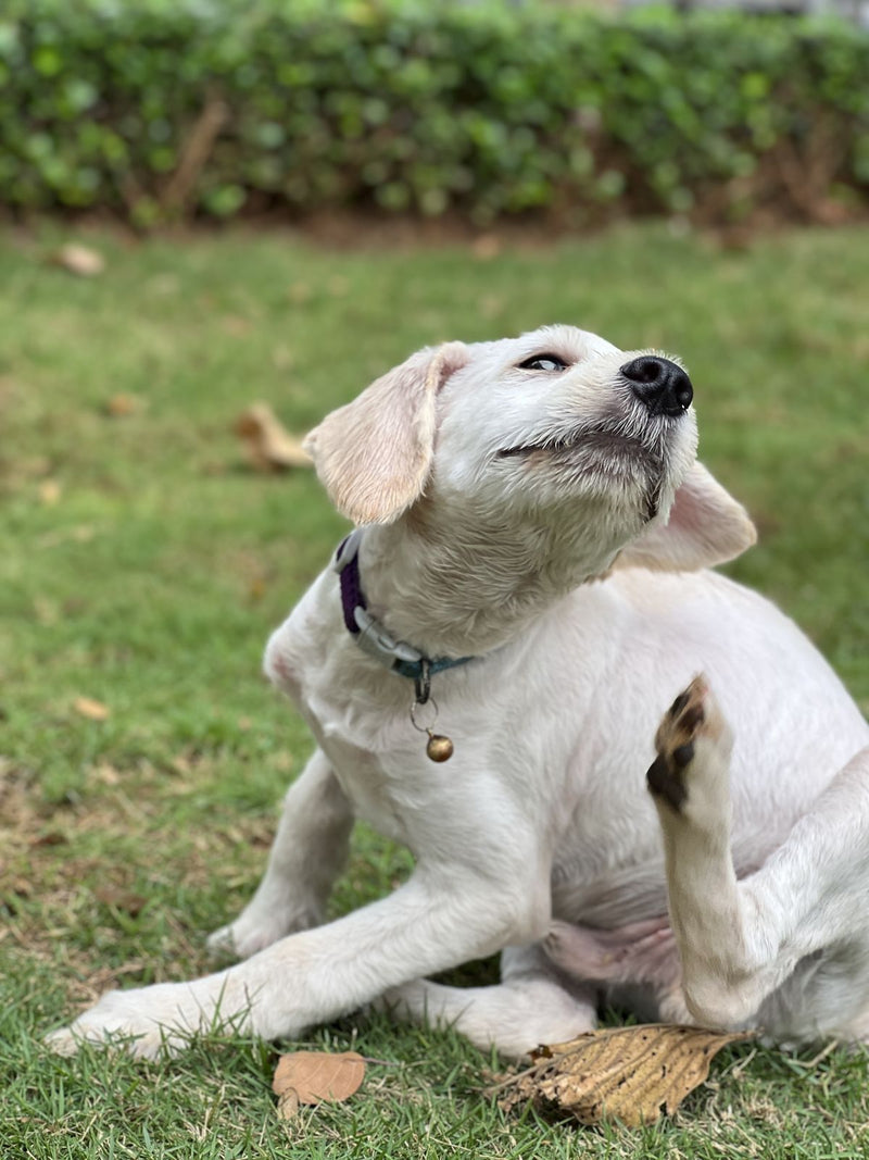 1. Your Dog’s Itching Starts From The Inside.
