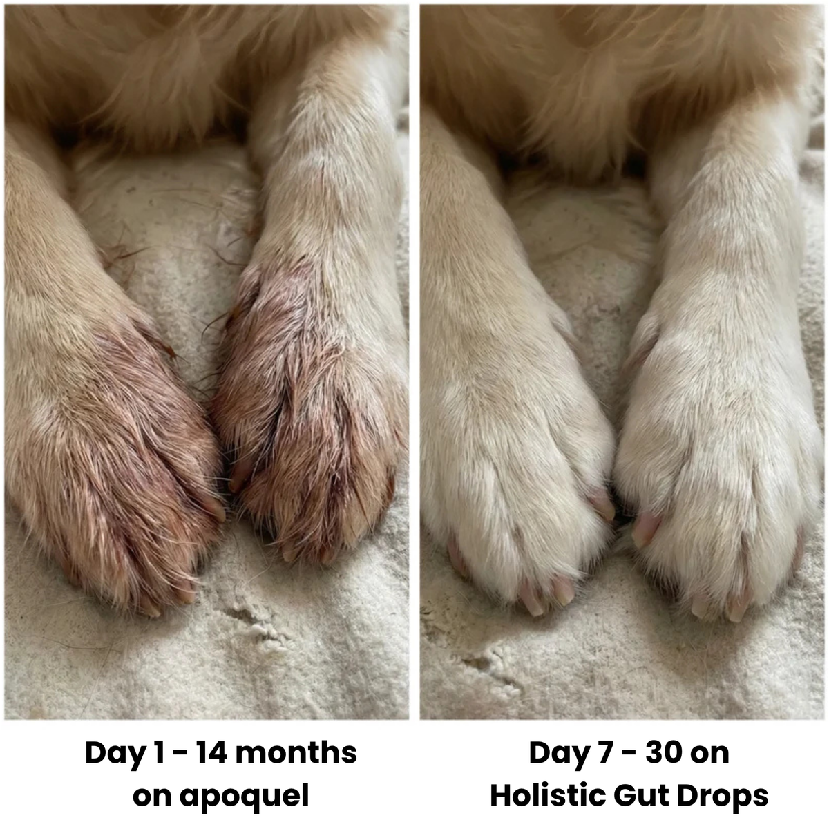 ChewCo's Holistic Gut Drops
